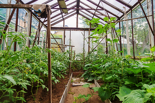포토 JPG 해외이미지 음식 밭 농업 채소 호박 사람없음 초록색 울타리 농장 마을 정원 성장 신선 속눈썹 원예 모음 망사 채소밭 밭일 온실 그리너리 해외포토 산업 컬러 취미 한글 담장 직물 눈썹 파일형식 트랜드컬러 이미지허브