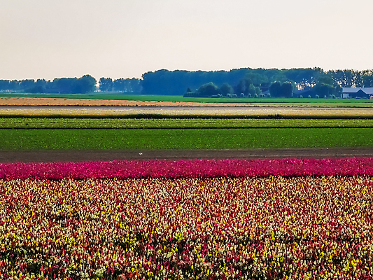 포토 JPG 해외이미지 식물 계절 꽃 유럽 여행 백그라운드 밭 농업 자연 풍경 사람없음 야외 초록색 여름 컬러풀 농장 농경지 활발 벚꽃 시골 침대 개화 성자 네덜란드 원예 장면 강렬 해외포토 나라 산업 종교 컬러 가구 컨셉 취미 생태계 파일형식 이미지허브