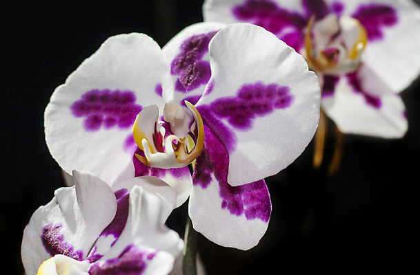 포토 JPG 해외이미지 식물 꽃잎 꽃 꽃무늬 자연 검은배경 사람없음 컬러풀 보라색 벚꽃 흰색 난초 제비꽃 향기 내추럴 해외포토 컬러 백그라운드 무늬 검은색 생태계 냄새 파일형식 이미지허브