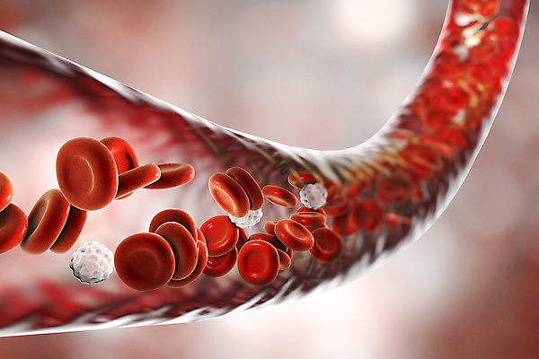 포토 JPG 해외이미지 세포 사람없음 3D 혈관 적혈구 혈구 백혈구 해외포토 장기_의학 디지털합성 파일형식 이미지허브