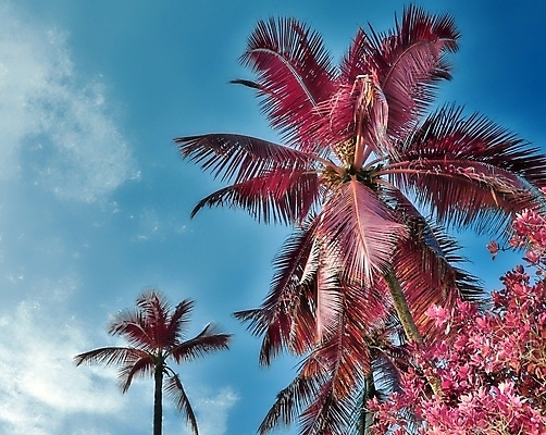 포토 JPG 해외이미지 구름 분홍색 하늘 사람없음 야외 야자수 세이셸 야자수잎 해외포토 자연요소 나무 컬러 잎 아프리카 파일형식 이미지허브