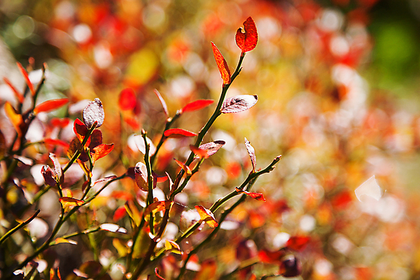 포토 JPG 해외이미지 계절 공원 백그라운드 잎 자연 추상 사람없음 빨간색 초록색 여름 햇빛 정원 맑음 가을 나뭇가지 시골 숲 보케 매듭 내추럴 해외포토 나무 식물 공공시설 컬러 무늬 날씨 태양 생태계 파일형식 이미지허브