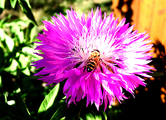 포토 JPG 해외이미지 식물 동물 꽃잎 꽃 음식 곤충 날개 자연 건강 사람없음 여름 농장 정원 봄 들꽃 벚꽃 가을 시골 신선 업무 달콤 꿀벌 상품 벌 청소 먹기 만들기 꽃가루 꿀 찌르기 벌집 내추럴 기어가기 생태학 수유 양봉 양봉장 호박벌 해외포토 계절 교육 농업 모션 작업 맛 벌_곤충 가루 생태계 파일형식 이미지허브