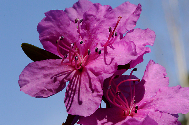 포토 JPG 해외이미지 식물 꽃잎 꽃 자연 사람없음 봄 숲 그리너리 해외포토 계절 생태계 파일형식 트랜드컬러 이미지허브