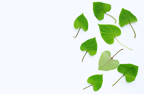 포토 JPG 해외이미지 실내 사람없음 흰배경 카피스페이스 고구마잎 해외포토 백그라운드 잎 내부 공백 흰색 파일형식 이미지허브