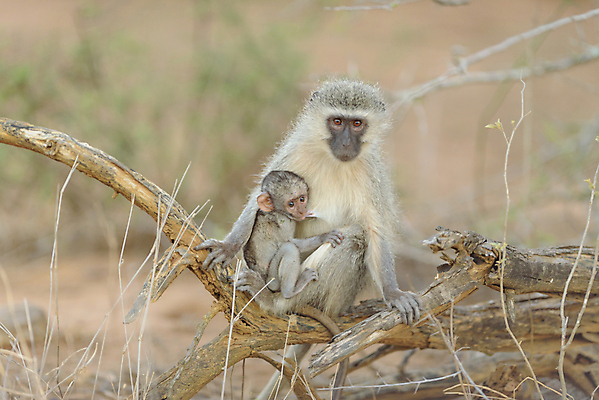 포토 JPG 해외이미지 동물 라이프스타일 얼굴 야생동물 가족 국립공원 사람없음 야외 갈색 걷기 회색 원숭이 숲 청소 사파리 유인원 동쪽 몸단장 내추럴 세렝게티 앞머리 탄자니아 혼자 해외포토 헤어스타일 공원 컬러 포유류 관계 모션 아프리카 생활 신체부위 방향 파일형식 이미지허브