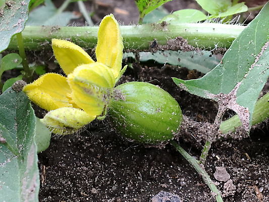 포토 JPG 해외이미지 식물 열매 꽃 지구 음식 줄기 조각 잎 밭 과일 수박 육류 씨앗 사람없음 빨간색 초록색 물 여름 농작물 정원 주스 줄무늬 수확 성장 껍질 가을 신선 액체 달콤 정상 작음 큼 멜론 자르기 날것 내추럴 고립 밭일 숙성 식용 해외포토 자연요소 계절 음료 컬러 무늬 농업 식재료 모션 맛 크기 파일형식 이미지허브