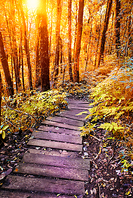 포토 JPG 해외이미지 나무 식물 공원 길 여행 백그라운드 잎 자국 태국 자연 풍경 사람없음 야외 목재 초록색 여름 빛 태양 환경 정원 봄 산책 숲 오솔길 장면 내추럴 방법 해외포토 자연요소 계절 공공시설 아시아 컬러 재료 휴식 생태계 파일형식 이미지허브