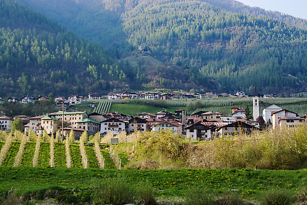 포토 JPG 해외이미지 나무 꽃 중년 과일 건축양식 자연 산 풍경 사람없음 건물 마을 계곡 봄 이탈리아 궁전 벚꽃 도시 중세 역사 사과 4월 알프스 해외포토 식물 건축물 계절 건축 유럽 고건축 성인 날짜 생태계 파일형식 이미지허브