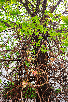 포토 JPG 해외이미지 나무 식물 전통 공원 꽃 아시아 분홍색 여행 꽃무늬 불교 오렌지 태국 자연 하늘 풍경 사람없음 야외 초록색 여름 파란색 정원 벚꽃 신선 개화 인도인 원예 영원 해외포토 외국인 계절 공공시설 나라 종교 컬러 무늬 과일 동양인 취미 생태계 파일형식 이미지허브