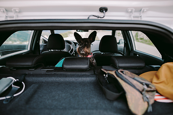 포토 JPG 해외이미지 동물 응시 행복 도로 스포츠 여행 창문 가족 자동차 자연 바람 휴가 산 사람없음 여름 반려동물 검은색 운전 표현 개 강아지 승차 시원함 테리어 수하물 자동 해외포토 자연요소 시선 계절 감정 길 육상교통 컬러 포유류 관계 교통시설 모션 날씨 생태계 파일형식 이미지허브
