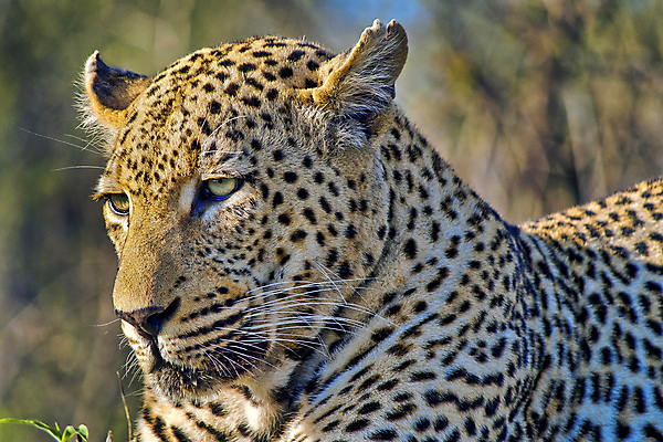 포토 JPG 해외이미지 주간 한마리 응시 야생동물 자연 사람없음 야외 아웃포커스 맹수 표범 남아프리카 보츠와나 해외포토 자연요소 동물 1 시선 포유류 아프리카 촬영기법 생태계 파일형식 이미지허브