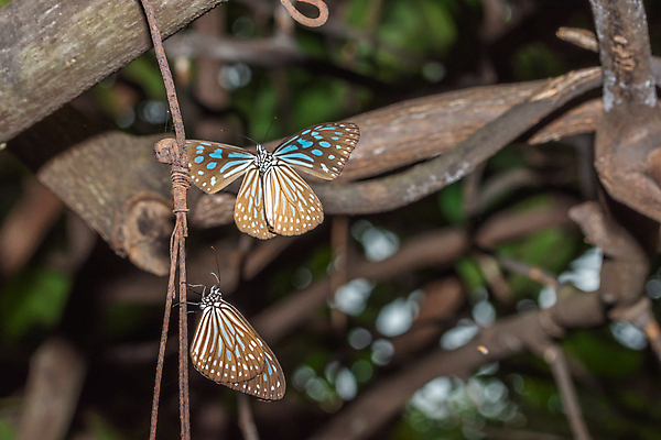 포토 JPG 해외이미지 꽃 나비 백그라운드 사람없음 해외포토 식물 곤충 파일형식 이미지허브