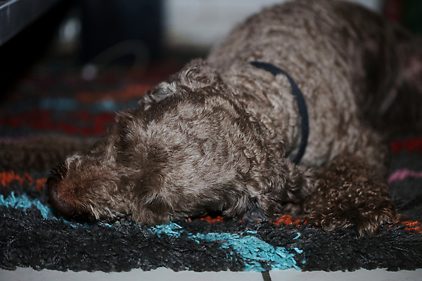 포토 JPG 해외이미지 동물 라이프스타일 남자 행복 호수 밭 안내 프레임 함께함 건강 사랑 사람없음 가로 친구 반려동물 운동 갈색 놀람 이탈리아 총 코트 흰색 잡기 중앙 개 리트리버 가득함 코 사냥 주둥이 길이 주인 기르기 복종 충실 해외포토 감정 유럽 무기 컬러 컨셉 농업 포유류 관계 모션 표정 사람 생활 신체부위 외투 돌봄 파일형식 이미지허브