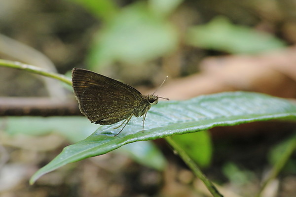 포토 JPG 해외이미지 동물 교육 꽃 야생동물 과학 나비 곤충 잎 날개 오렌지 자연 조류 휴식 사람없음 초록색 여름 파란색 컬러풀 갈색 검은색 봄 흰색 닫기 벌레 잠자리 야간 작음 깃털 비둘기 부리 나방 말레이시아 고립 동물상 해외포토 자연요소 식물 계절 아시아 컬러 컨셉 과일 모션 조형물 크기 생태계 파일형식 이미지허브