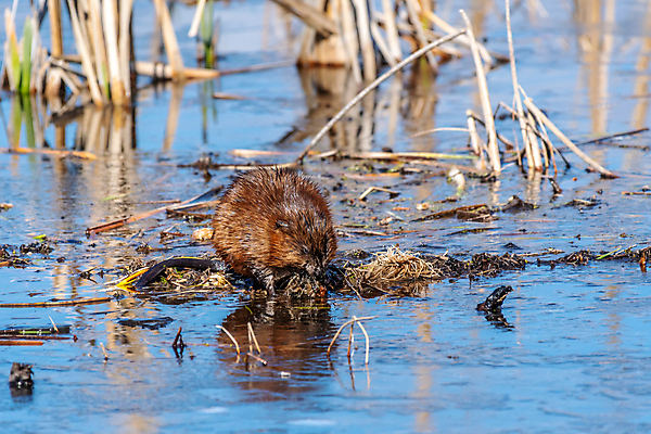 포토 JPG 해외이미지 동물 야생동물 북아메리카 포유류 사람없음 미국 설치류 해외포토 아메리카 파일형식 이미지허브