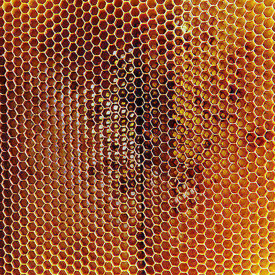 포토 JPG 해외이미지 모양 동물 라이프스타일 음식 곤충 백그라운드 패턴 자연 프레임 세포 사람없음 약 노란색 머리빗 업무 황금 달콤 꿀벌 묘사 질감 바쁨 꽃가루 육각형 꿀 고무 여왕 벌집 내추럴 고립 밀랍 양봉 양봉장 어려움 왁스 진짜 폴리곤 해외포토 도형 컬러 무늬 의학 생활 미용용품 작업 맛 벌_곤충 가루 생태계 파일형식 이미지허브