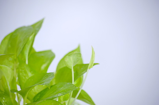 포토 JPG 해외이미지 나무 식물 디자인 꽃 화초 백그라운드 잎 자연 주택 실내 사람없음 내부 장식 초록색 정원 봄 방 흰색 나뭇가지 인사 신선 황금 냄비 작음 자르기 꽃집 원예 포도나무 아이비 내추럴 고립 심기 그리너리 해외포토 계절 컬러 모션 취미 건물 상점 예절 솥 크기 과일나무 생태계 파일형식 트랜드컬러 이미지허브