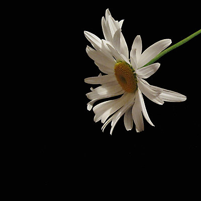 포토 JPG 해외이미지 식물 1 꽃잎 꽃 백그라운드 잎 꽃무늬 자연 검은배경 사람없음 장식 초록색 한개 노란색 머리 정원 검은색 봄 성장 벚꽃 흰색 신선 개화 싱글 원예 심플 꽃가루 내추럴 엘리먼트 캐모마일 해외포토 계절 컬러 무늬 취미 신체부위 가루 허브 생태계 파일형식 이미지허브