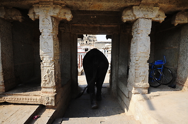 포토 JPG 해외이미지 동물 야생동물 포유류 코끼리 생물 사람없음 회색 큼 상아 무거움 해외포토 컬러 무게 크기 파일형식 이미지허브