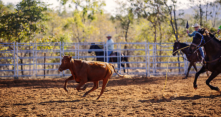포토 JPG 해외이미지 동물 전통 밧줄 스포츠 포즈 모션 사람없음 컬러풀 달리기 맑음 사진촬영 가축 경기장 목장 잡기 거친 소 승마 카우보이 호주 승차 소프트포커스 속도 황소 슛 로데오 송아지 과속 라이더 블러 서쪽 해외포토 줄 새끼 컬러 포유류 스포츠시설 날씨 촬영기법 촬영 오세아니아 방향 파일형식 이미지허브