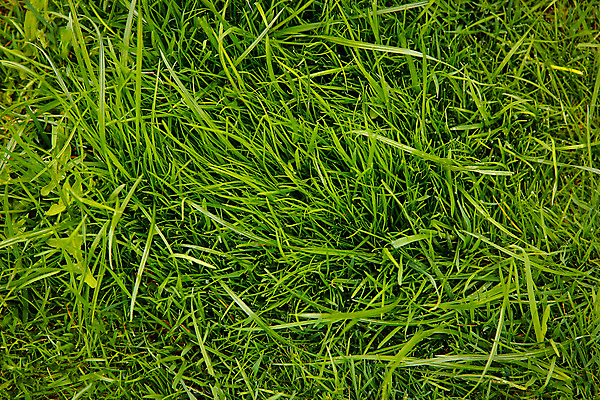 포토 JPG 해외이미지 식물 공원 백그라운드 패턴 밭 골프 자연 놀이 추상 휴식 풍경 잔디 사람없음 야외 장식 초록색 여름 우주 환경 정원 봄 카펫 성장 게임 신선 닫기 4월 5월 땅 질감 내추럴 그리너리 해외포토 계절 공공시설 컬러 컨셉 무늬 농업 모션 구기 날짜 생태계 파일형식 트랜드컬러 이미지허브