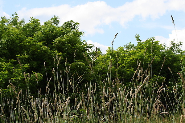포토 JPG 해외이미지 나무 식물 남자 얼굴 백그라운드 밭 가족 자연 하늘 함께함 건강 서기 사람 사람없음 야외 초록색 물 울타리 사무실 유행 그룹 군중 큼 방목 먹기 기린 사인 경영 고립 다음 해외포토 자연요소 컬러 컨셉 농업 비즈니스 포유류 관계 모션 신체부위 담장 축산업 크기 생태계 파일형식 이미지허브