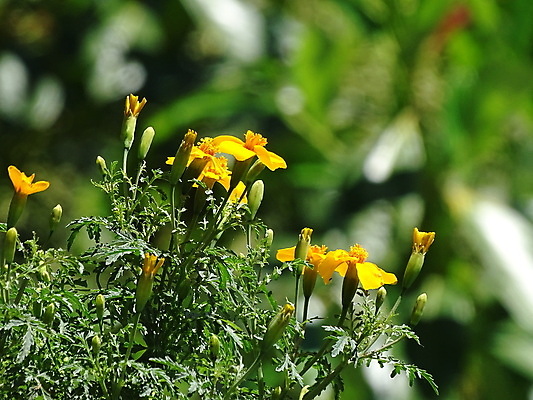 포토 JPG 해외이미지 식물 계절 꽃잎 꽃 줄기 꽃무늬 오렌지 자연 벽지 국화 사람없음 야외 장식 여름 컬러풀 노란색 환경 정원 활발 성장 벚꽃 개화 보석 다발 허브 향신료 원예 향기 화단 내추럴 강렬 꽃수술 생태학 영원 해외포토 교육 컬러 컨셉 무늬 과일 취미 광석 생태계 냄새 향미료 파일형식 이미지허브