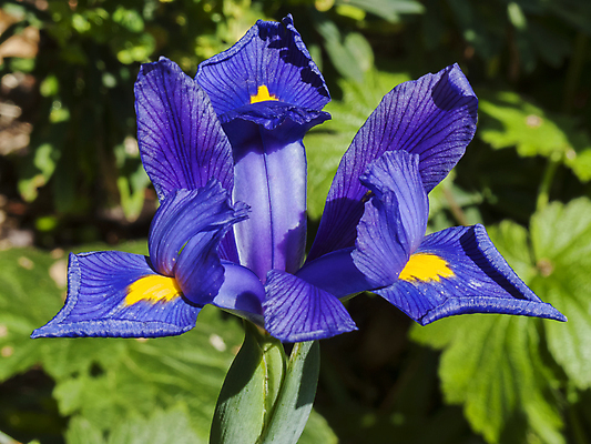포토 JPG 해외이미지 식물 계절 꽃잎 꽃 전구 자연 사람없음 가로 파란색 정원 봄 성장 신선 개화 닫기 원예 향기 화단 붓꽃 영원 해외포토 컬러 모션 취미 생태계 냄새 파일형식 이미지허브