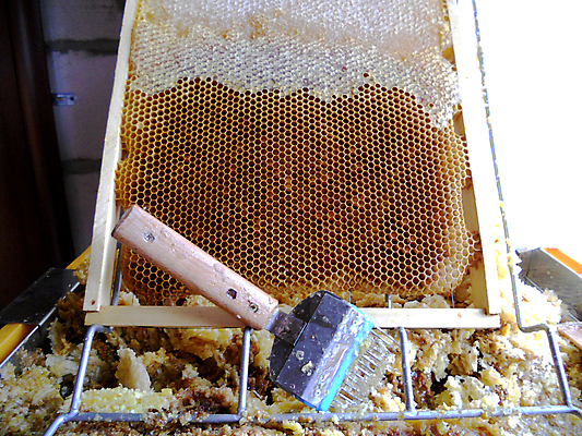 포토 JPG 해외이미지 동물 음식 곤충 백그라운드 패턴 오렌지 자연 세포 건강 사람없음 야외 약 농장 노란색 시골 신선 머리빗 황금 달콤 맛 꿀벌 배열 묘사 질감 꽃가루 육각형 꿀 벌집 내추럴 고립 밀랍 양봉 양봉장 왁스 폴리곤 해외포토 도형 컬러 컨셉 무늬 농업 과일 의학 미용용품 벌_곤충 가루 생태계 파일형식 이미지허브