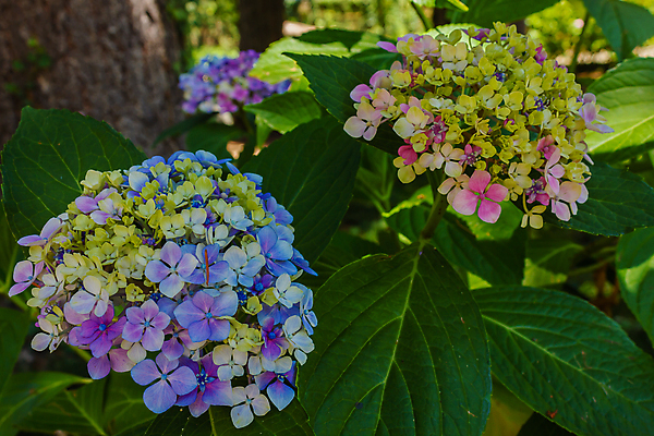 포토 JPG 해외이미지 나무 식물 계절 꽃잎 꽃 분홍색 꽃다발 백그라운드 잎 꽃무늬 패턴 자연 사람없음 야외 장식 초록색 파란색 컬러풀 정원 보라색 봄 벚꽃 흰색 신선 개화 수국 내추럴 해외포토 컬러 무늬 생태계 파일형식 이미지허브