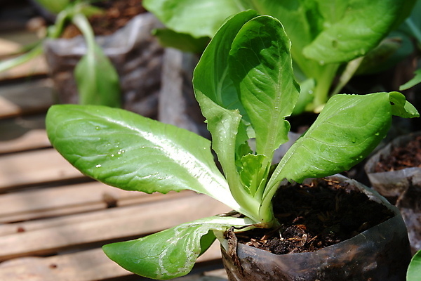 포토 JPG 해외이미지 식물 음식 백그라운드 잎 농업 다이어트 채소 재료 자연 건강 요리 동양인 사람없음 초록색 주방 정원 중국 샐러드 수확 흰색 신선 닫기 머스터드 오브젝트 유기농 원예 양배추 날것 내추럴 고립 채식주의자 해외포토 웰빙 산업 아시아 컬러 모션 인종 취미 소스_음식 생태계 채식 파일형식 이미지허브