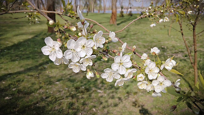 포토 JPG 해외이미지 나무 식물 계절 꽃잎 꽃 줄기 잎 꽃무늬 과일 자연 바람 부활절 새로움 사람없음 야외 초록색 봄 성장 벚꽃 흰색 나뭇가지 시골 신선 개화 체리 묘사 꽃가루 내추럴 우크라이나 해외포토 자연요소 기념일 유럽 컬러 컨셉 무늬 날씨 가루 생태계 파일형식 이미지허브