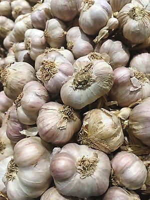 포토 JPG 해외이미지 식물 음식 백그라운드 농업 채소 재료 전구 자연 양파 건강 마늘 요리 사람없음 쌓기 수확 흰색 신선 양념 그룹 시장 먹기 허브 향신료 유기농 날것 내추럴 숙성 채식주의자 많음 해외포토 웰빙 산업 컬러 컨셉 모션 생태계 채식 향미료 파일형식 이미지허브