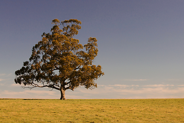 포토 JPG 해외이미지 나무 식물 구름 계절 꽃 꽃무늬 밭 농업 채소 자연 하늘 풍경 사람없음 초록색 파란색 농작물 농장 환경 맑음 봄 성장 벚꽃 시골 호주 땅 내추럴 땅바닥 방목장 밭일 수평선 세련 해외포토 자연요소 산업 컬러 무늬 날씨 바닥 오세아니아 생태계 파일형식 이미지허브