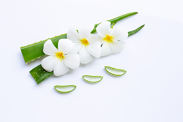 포토 JPG 해외이미지 스튜디오촬영 꽃 단면 실내 사람없음 흰배경 알로에 해외포토 식물 백그라운드 내부 흰색 파일형식 이미지허브