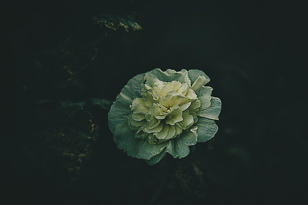 포토 JPG 해외이미지 식물 계절 꽃잎 꽃 백그라운드 잎 꽃무늬 농업 채소 자연 호박 사람없음 초록색 컬러풀 갈색 노란색 환경 정원 벚꽃 흰색 내추럴 해외포토 산업 컬러 무늬 생태계 파일형식 이미지허브