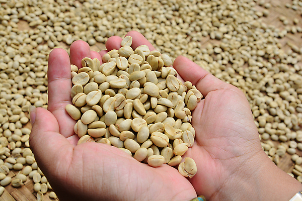 포토 JPG 해외이미지 아이콘 커피 음료 음식 백그라운드 패턴 농업 재료 추상 콩 건조 그림자 요리 씨앗 사람없음 가로 초록색 갈색 우주 검은색 흰색 신선 체리 그룹 맛 상품 매끈함 굽기 가득함 오브젝트 질감 날것 카푸치노 공학 방법 아라비카 양조 해외포토 식물 교육 산업 컬러 컨셉 무늬 과일 곡류 감각 구이 파일형식 이미지허브