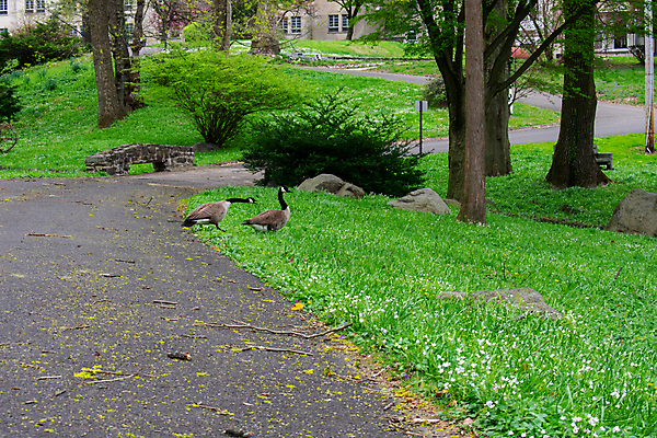 포토 JPG 해외이미지 나무 동물 응시 야생동물 어린이 새끼 잎 캐나다 가족 포옹 자연 조류 생물 종류 서기 사람없음 초록색 걷기 수영 가축 흰색 자녀 관찰 도시 아빠 황금 깃털 경계 거위 서식지 일반 돌봄 정확 해외포토 식물 시선 컬러 컨셉 북아메리카 관계 안기 모션 사람 수상스포츠 생태계 파일형식 이미지허브