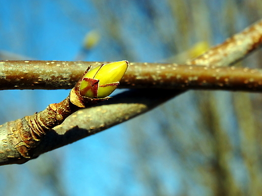 포토 JPG 해외이미지 나무 식물 자연 사람없음 초록색 봄 벚꽃 나뭇가지 닫기 해외포토 계절 꽃 컬러 모션 생태계 파일형식 이미지허브