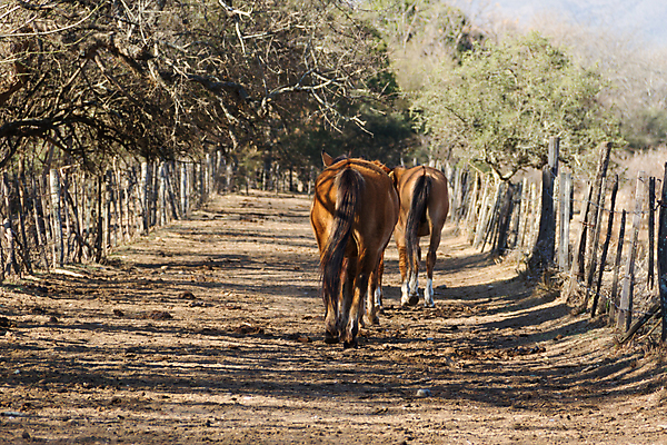 포토 JPG 해외이미지 동물 응시 밭 자연 산 풍경 사람없음 야외 달리기 농장 갈색 목장 시골 숲 꼬리 반항 무료 해외포토 시선 컬러 농업 모션 생태계 파일형식 이미지허브