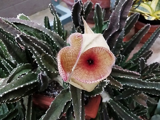 포토 JPG 해외이미지 식물 꽃잎 꽃 분홍색 선인장 사람없음 초록색 벚꽃 못 개화 가시 날카로움 해외포토 컬러 공구 파일형식 이미지허브