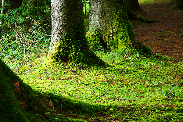 포토 JPG 해외이미지 나무 공원 길 여행 자연 영국 웨일즈 국립공원 이끼 풍경 사람없음 관광지 사진촬영 시골 숲 오솔길 나무껍질 내추럴 삼림지대 해외포토 식물 공공시설 유럽 촬영 껍질 생태계 파일형식 이미지허브