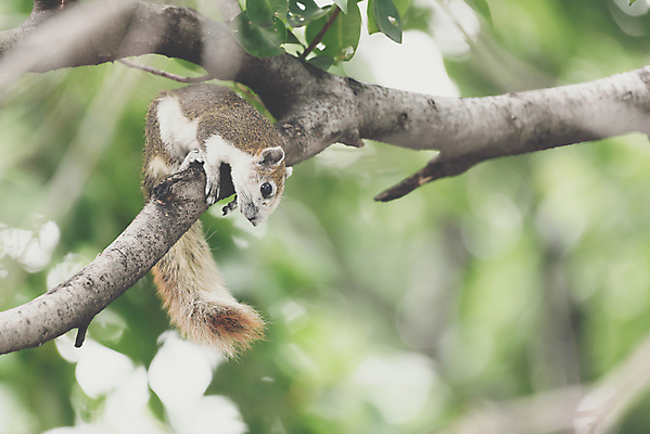 포토 JPG 해외이미지 나무 동물 응시 공원 아시아 야생동물 잎 장난 포유류 자연 날씨 주택 털 종류 사람없음 야외 초록색 갈색 귀여움 회색 나뭇가지 보호 설치류 숲 작음 큼 먹기 꼬리 다람쥐 솜털 서식지 내추럴 경보 해외포토 식물 시선 공공시설 나라 컬러 컨셉 모션 건물 크기 생태계 파일형식 이미지허브