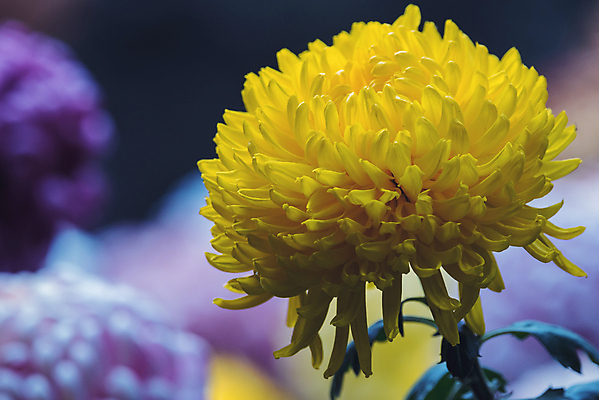 포토 JPG 해외이미지 식물 1 디자인 꽃잎 꽃 백그라운드 꽃무늬 패턴 자연 국화 사람없음 노란색 머리 정원 벚꽃 가을 신선 우아함 묘사 질감 내추럴 해외포토 계절 컬러 컨셉 무늬 신체부위 생태계 파일형식 이미지허브