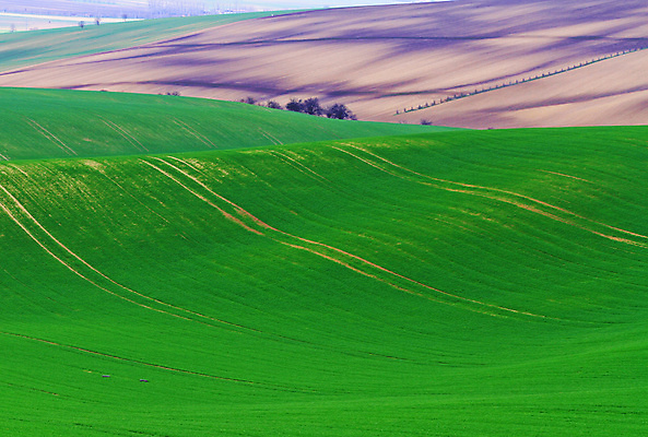 포토 JPG 해외이미지 나무 유럽 야생동물 여행 밭 자연 벽지 휴가 파노라마 그림자 사람 풍경 사람없음 야외 초록색 여름 컬러풀 태양 와인 맑음 놀람 봄 산책로 언덕 만족 그림 지역 체코 남쪽 공화국 토스카나 모라비아 해외포토 자연요소 식물 동물 계절 감정 나라 길 컬러 농업 날씨 주류 촬영기법 표정 이탈리아 방향 생태계 파일형식 이미지허브