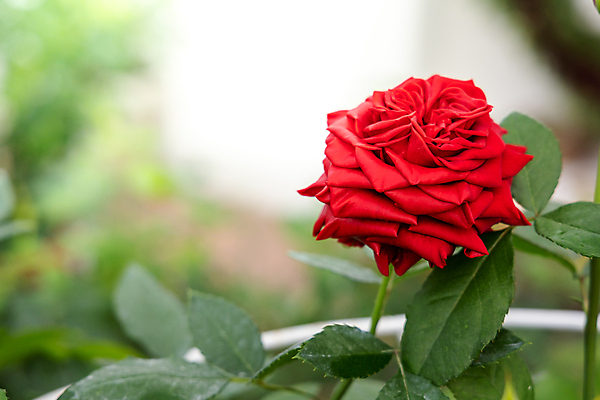 포토 JPG 해외이미지 식물 꽃잎 꽃 줄기 분홍색 잎 꽃무늬 자연 발렌타인데이 사람없음 야외 초록색 햇빛 장미 정원 벚꽃 내추럴 해외포토 컬러 무늬 데이이벤트 태양 생태계 파일형식 이미지허브