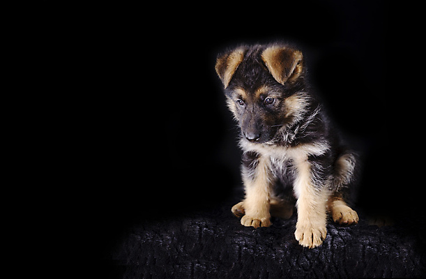포토 JPG 해외이미지 동물 행복 포유류 자연 털 건강 앉기 사람없음 반려동물 갈색 우주 귀여움 검은색 우정 듣기 관찰 양치기 개 강아지 보호 코 보안 귀 폴란드 송곳니 고립 기르기 동반자 카피스페이스 해외포토 직업 감정 유럽 컬러 컨셉 모션 안전 신체부위 친구 공백 치아 생태계 돌봄 파일형식 이미지허브