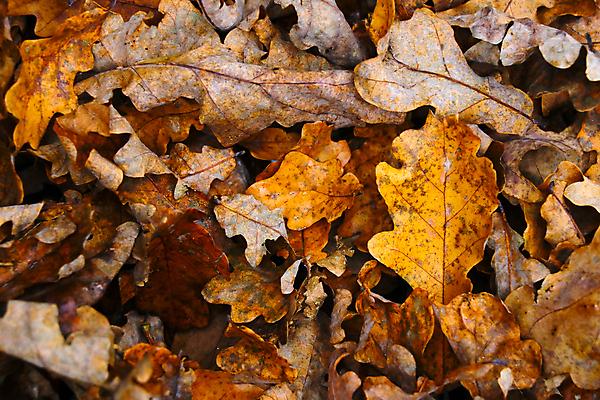 포토 JPG 해외이미지 식물 계절 공원 백그라운드 단풍 잎 캐나다 오렌지 자연 벽지 추상 건조 따뜻함 사람없음 야외 장식 빨간색 컬러풀 노란색 환경 침묵 카펫 활발 펼침 덮개 가을 나뭇가지 황금 숲 9월 11월 질감 10월 내추럴 강렬 땅바닥 생태학 옛날 해외포토 나무 공공시설 교육 컬러 컨셉 북아메리카 무늬 과일 모션 바닥 소리 뚜껑 날짜 생태계 파일형식 이미지허브