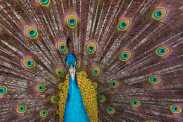 포토 JPG 해외이미지 동물 남자 야생동물 백그라운드 패턴 날개 자연 조류 사람없음 장식 초록색 파란색 컬러풀 머리 활발 펼침 의식 우아함 공작 깃털 묘사 즐거움 질감 꼬리 부리 번짐 보여주기 동물상 터키석 해외포토 감정 컬러 컨셉 무늬 모션 사람 신체부위 조형물 보석 생태계 파일형식 효과 이미지허브